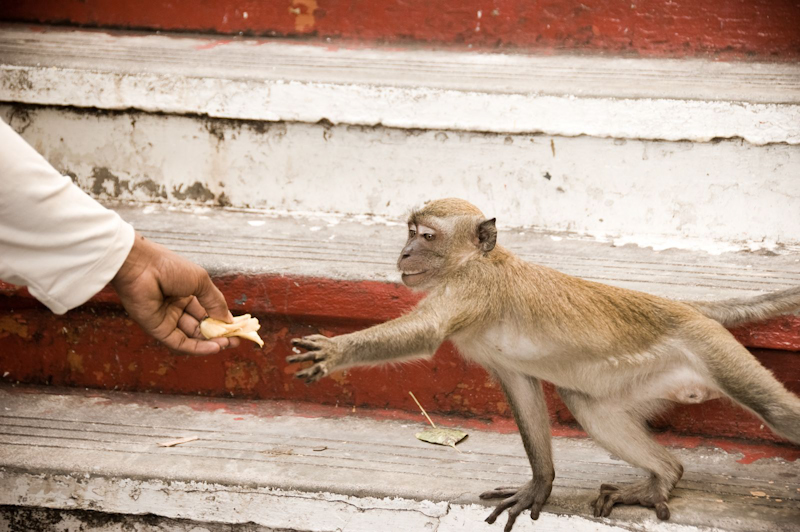 Monkeying around