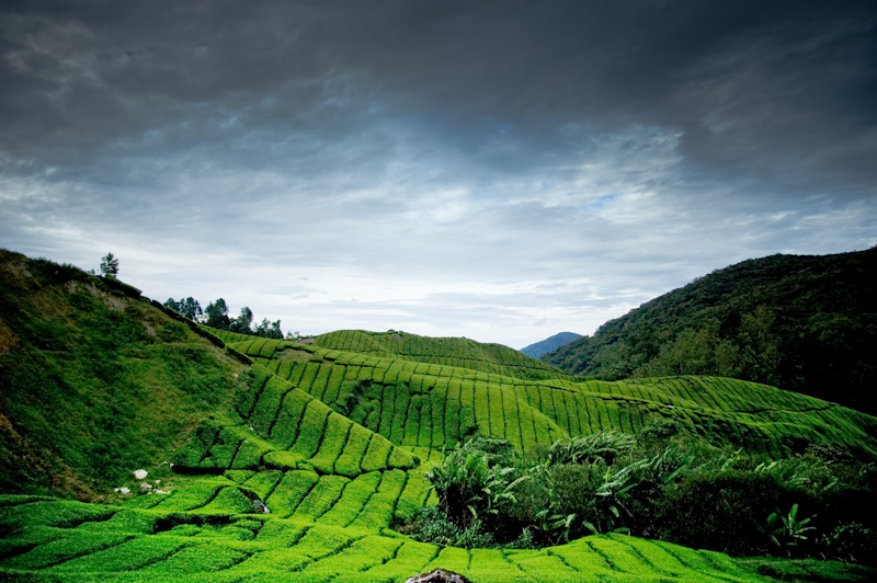 Rolling green