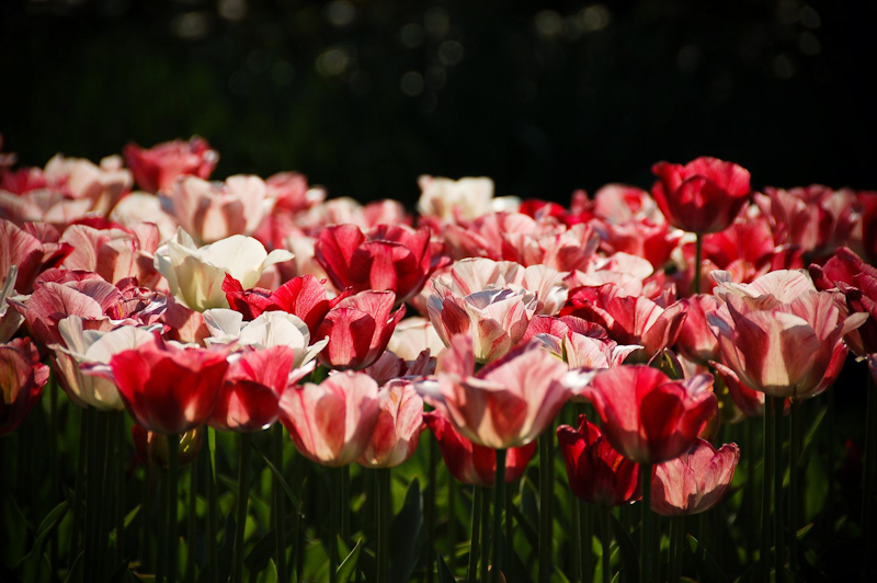 Tulips