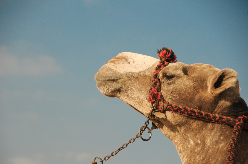 Camel at Giza