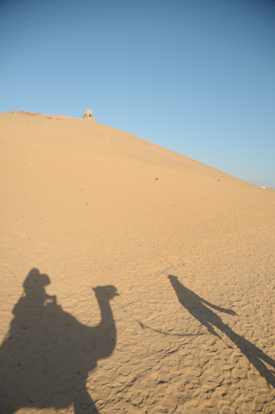 Camel in Sahara