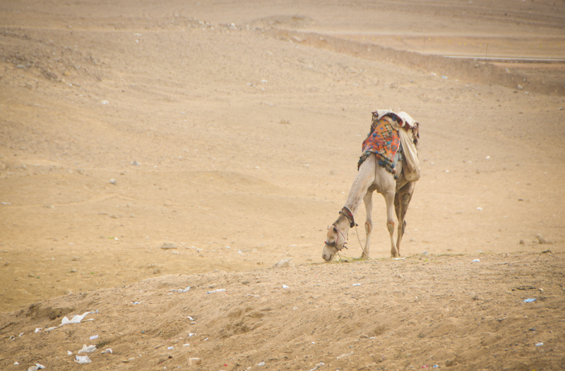 Camel at Giza