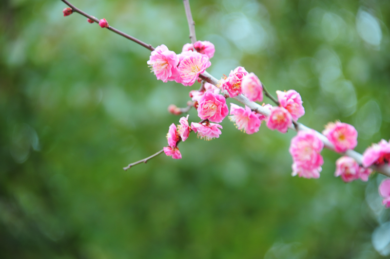 Plum blossom, Osaka