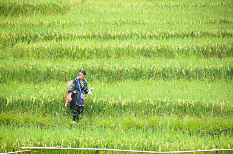 Amongst the green